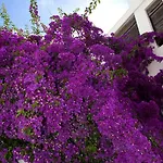 فندق بودرا فندق 2*