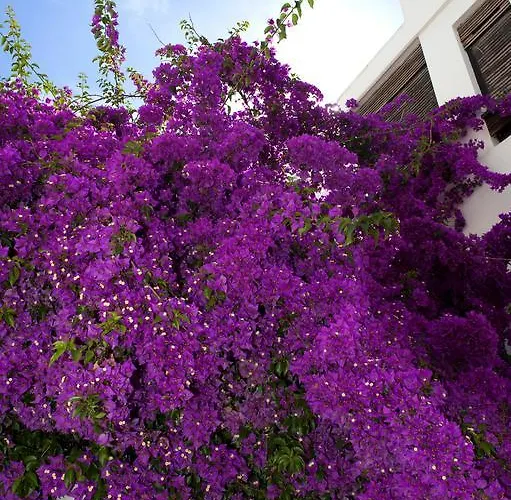 Haspeyma Otel מלון 2*